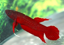 BETTA API API (MÂLE)