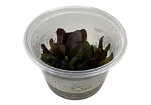 Echinodorus reni in vitro cup