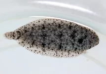SCHOLLE VILLOSUS