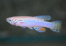 KILLIVIS FILAMENTOSUS