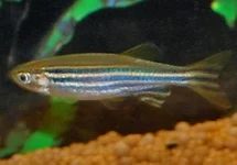 ZEBRADANIO