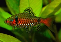 PETHIA PADAMYA S/M