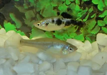 SKIFFIA MULTIPUNCTATA M
