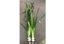 Vallisneria giganthea rubra in bos