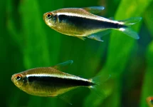 HYPHESSOBRYCON HERBERTAXELRODI M