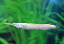 DERMOGENYS PUSILLA ALBINO M