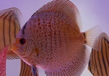 DISCUS SNAKESKIN BLAUW