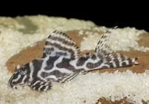 L236 CRACKED ZEBRA PLECO