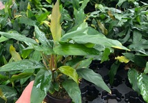Anubias minima in pot (p5)