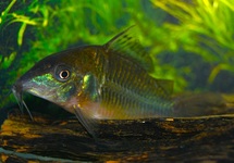 POISSON-CHAT ÉMERAUDE