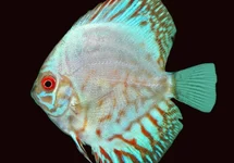 S. AEQUIFASCIATUS WHITE KOBALT S