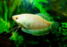GOURAMI PLATINE