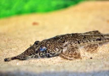 HEMIODONTICHTHYS ACIPENSERINUS L