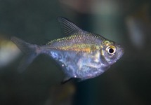 KEMPVIS PLAKAT AVATAR MAN