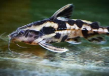 GIANT TALKING CATFISH