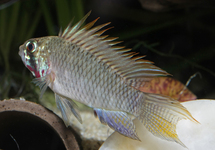 DWERGCICHLIDE PIAROA