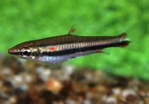 NANNOSTOMUS TRIFASCIATUS L