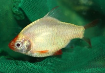 PUNTIGRUS TETRAZONA PLATINUM M