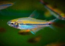 AFRIKAANSE EENSTREEPZALM