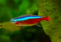 KARDINAALTETRA COLOMBIA