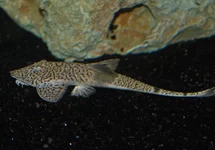 PSEUDOHEMIODON APITHANOS XL