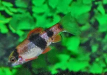 HALUDARIA FASCIATA M