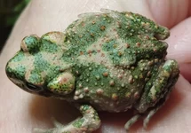 BUFO BRONGERSMAI (EU-BRED) M/L