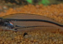 SILURE DE VERRE AFRICAIN