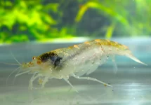 CARIDINA TYPUS M