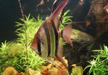 ALTUM MAANVIS VICHADA