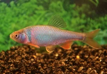 RED SHINER