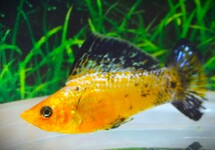 MOLLY VOILE LÉOPARD