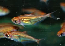 HETEROCHARAX VIRGULATUS L