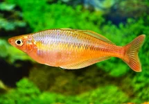 CHILATHERINA BLEHERI L