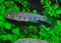 EPIPLATYS SEXFASCIATUS M