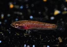 PRACHTGURAMI PARVULUS
