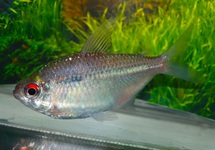 ZILVER TETRA COLOMBIA