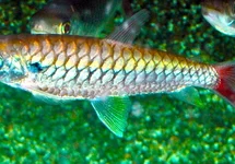 CHALCEUS ERYTHRURUS S