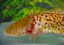 AMBYSTOMA MEXICANUM COPPER S/M S/M