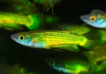 STRIPED PANCHAX GOLD
