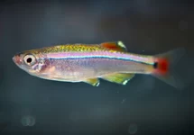 TANICHTHYS ALBONUBES M