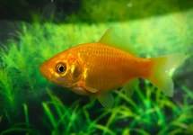 GOLDFISH YELLOW