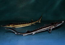 STARRY STURGEON