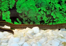 MOERASAAL MARMORATUS