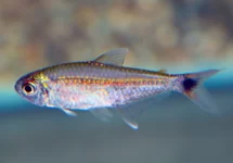 HEMIGRAMMUS RODWAYI M