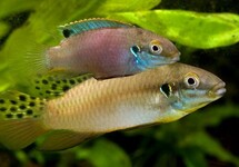 CICHLIDÉ NAIN LUCANUSI