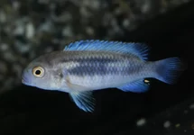 MALAWI CICHLIDE POLIT