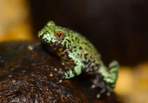 BOMBINA ORIENTALIS S