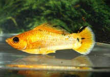 SAILFIN LEMON HEAD