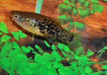 CATEMACO PLATY